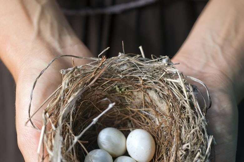 a hand holding a nest with eggs